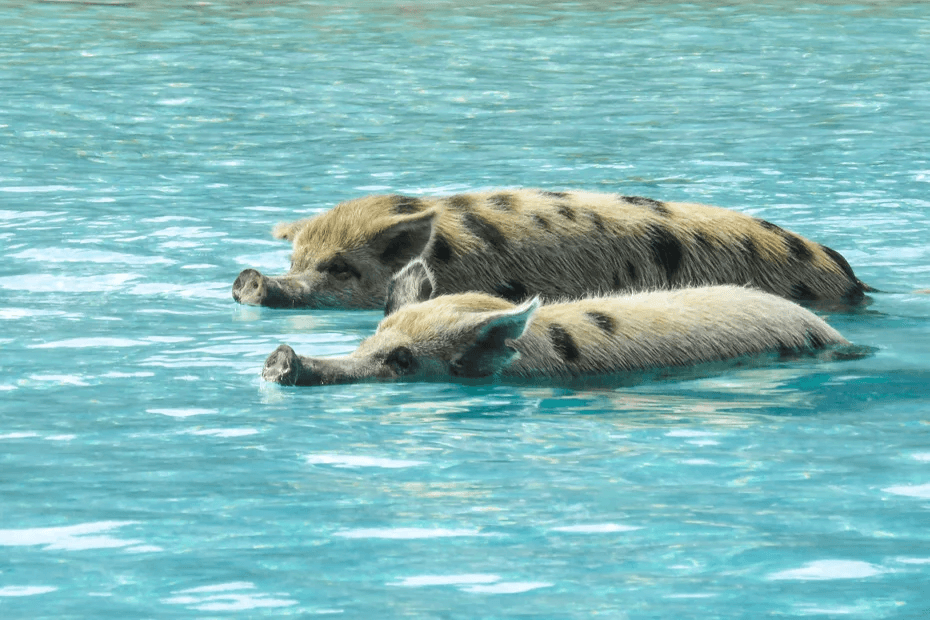 Shroud → Staniel Cay